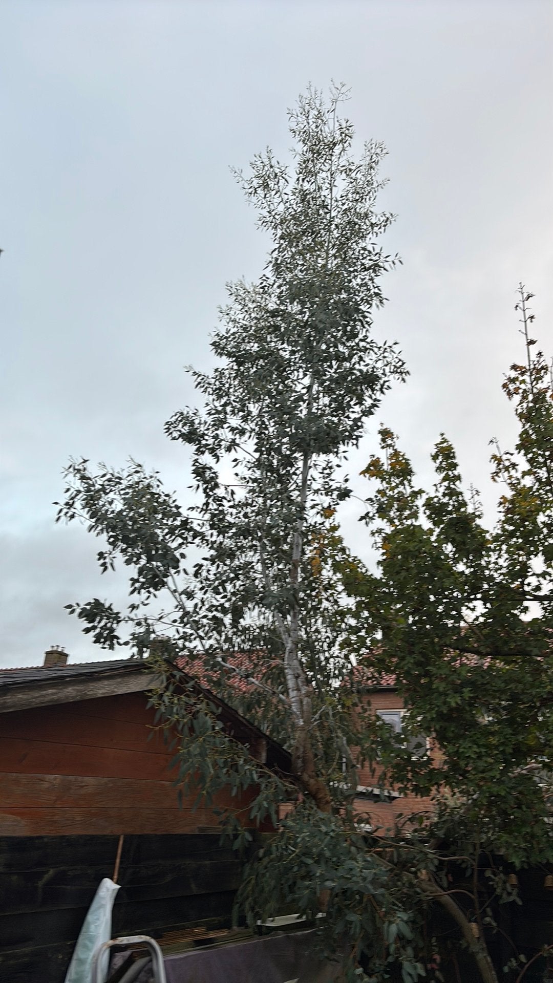 Eucalyptusboom circa 4/5 meter hoog, Tuin en Terras, Ophalen, Volle zon, Overige soorten