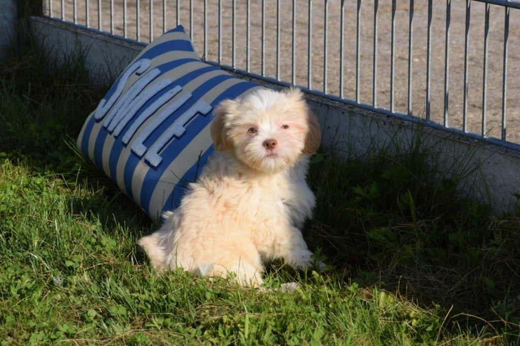 Havanezer pup laatste uit nestje, 15 weken tot 1 jaar, Buitenland, Parvo, Eén hond