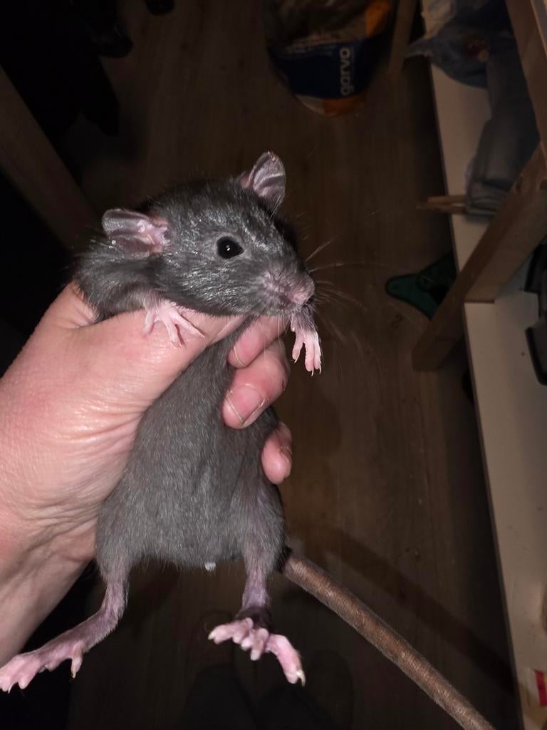 Tamme rat zwart gladhaar nr3, Rat, Maart, Vrouwelijk, Tam