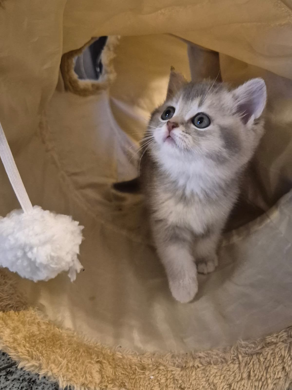Britse korthaar kittens tabby en beige, Dieren en Toebehoren, Meerdere dieren, Ontwormd, 0 tot 2 jaar