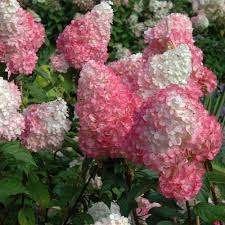 Mooie Hydrangea 'Summer Blossom' (Hortensia) in pot!, Ophalen, Hortensia, Minder dan 100 cm