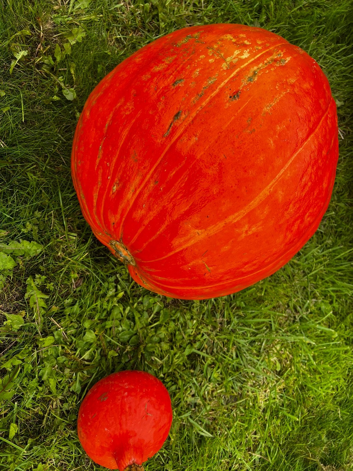 Verse pompoenen, Ophalen, Overige soorten, Volle zon
