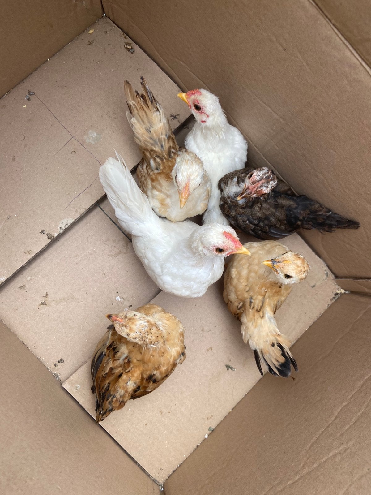 Serama kuikens, Dieren en Toebehoren, Pluimvee, Kip, Meerdere dieren