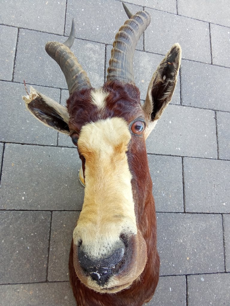 Bleskop antilope (Damaliiscus pygarus phillipsi), Ophalen of Verzenden, Gebruikt, Wild dier, Opgezet dier