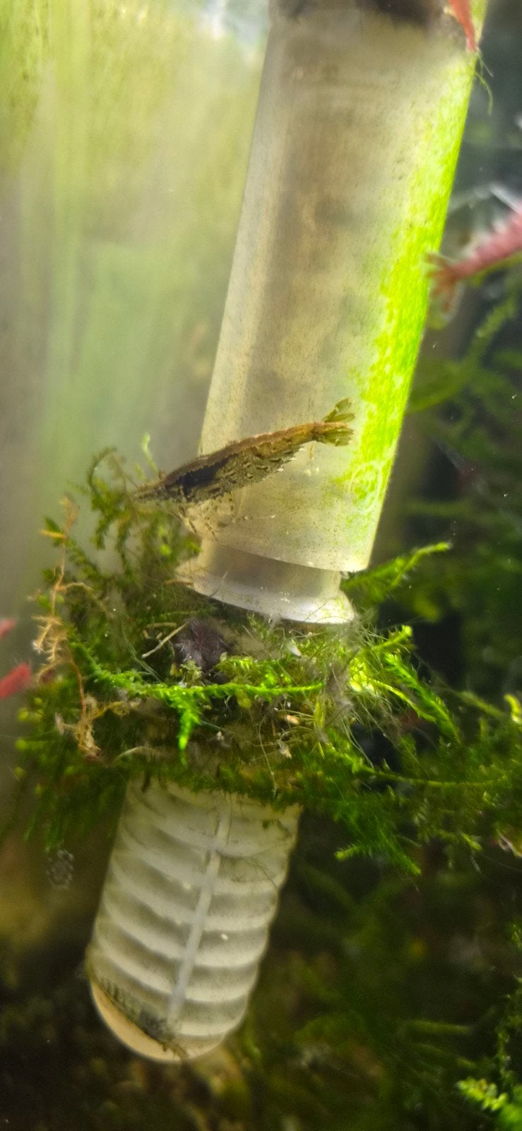 Garnalen bruin, Kreeft, Krab of Garnaal