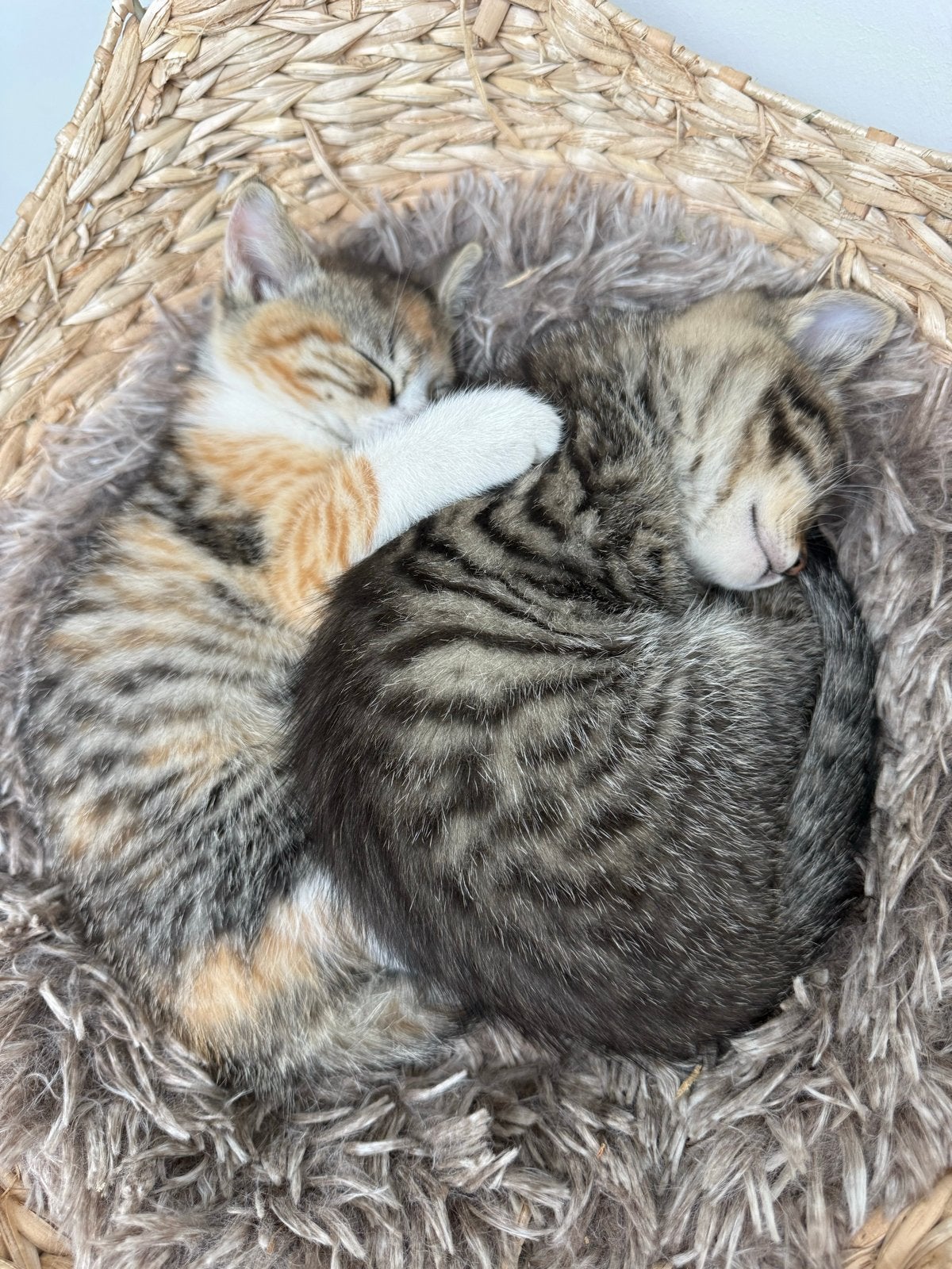 2 prachtige britse langhaar x europese korthaar kittens, Dieren en Toebehoren, Meerdere dieren, Ontwormd, 0 tot 2 jaar
