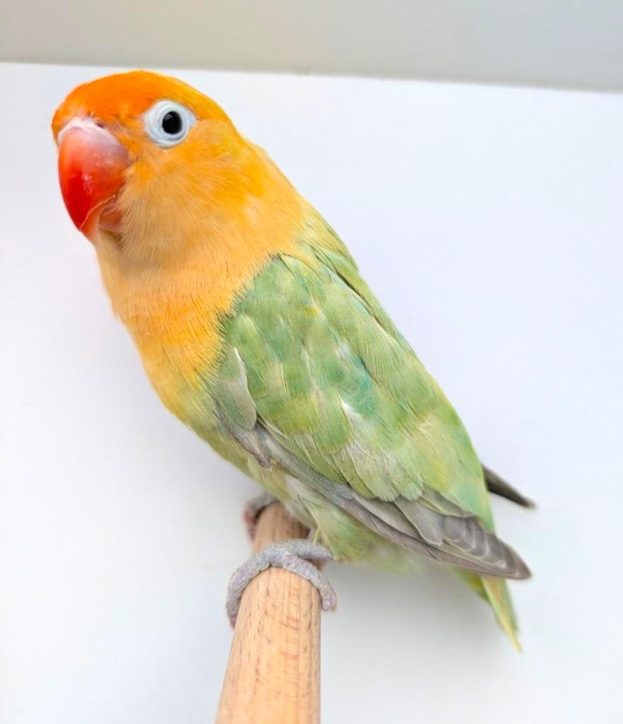 Super koppel opaline dilute Fischeri 's, Dieren en Toebehoren, Meerdere dieren, Dwergpapegaai of Agapornis