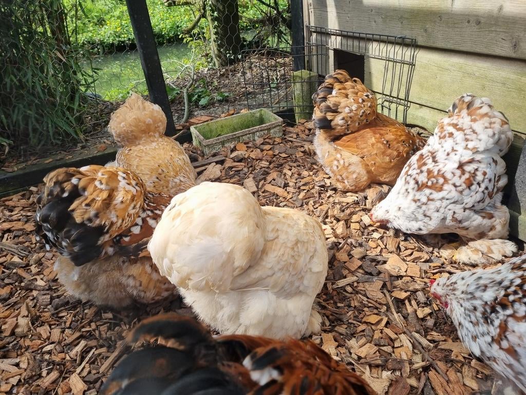 Broedeitjes vand deze mooie 7 cochin kriel mix, Dieren en Toebehoren, Pluimvee, Vrouwelijk, Kip