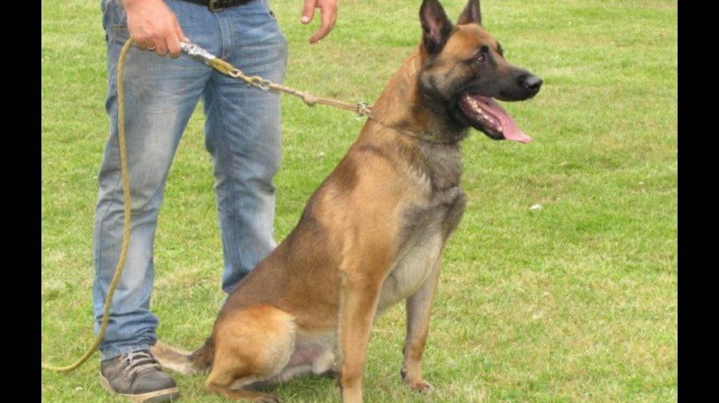 Mechelse herder reu afgerichte bewakingshond & verdedigingsh, Parvo, Meerdere, Meerdere dieren, 3 tot 5 jaar