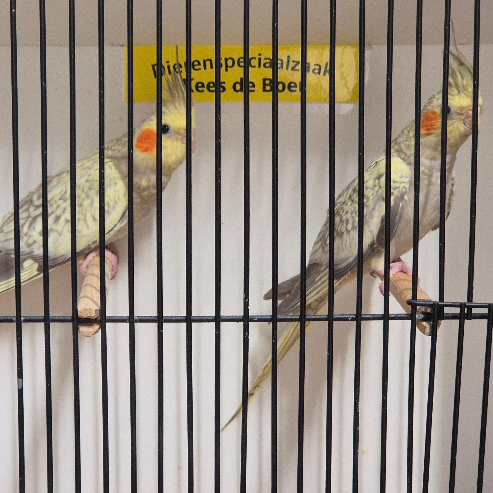 Jonge valkparkieten, Meerdere dieren, Parkiet