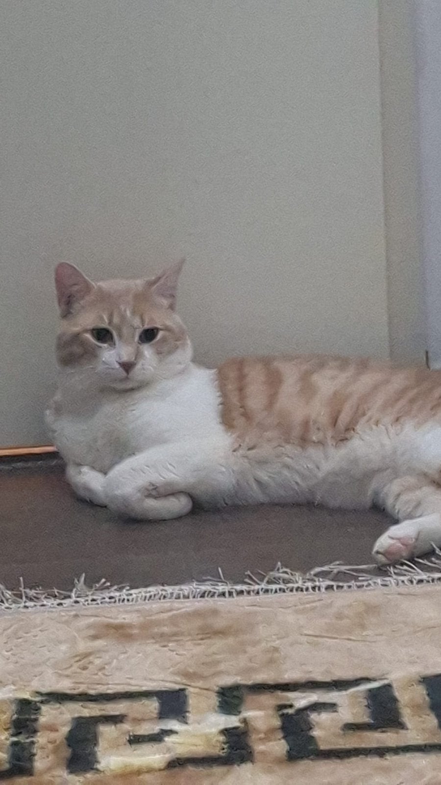 3034GE Rotterdam, Dieren en Toebehoren, Katten en Kittens | Overige Katten, Kater
