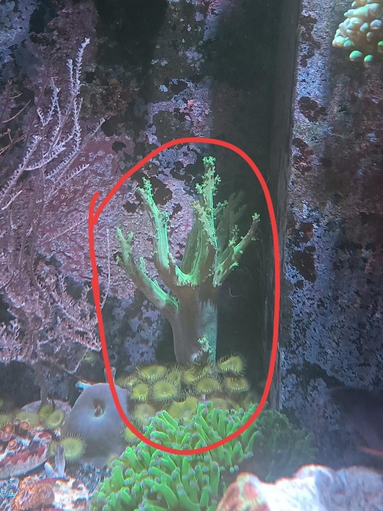 Leder koraal (groen) met Palythoa, Ophalen, Gevuld zeewateraquarium