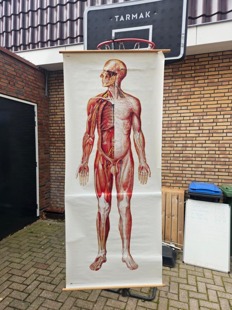 Levensgrote Medische Wandplaat Menselijk Lichaam, Antiek en Kunst, Ophalen
