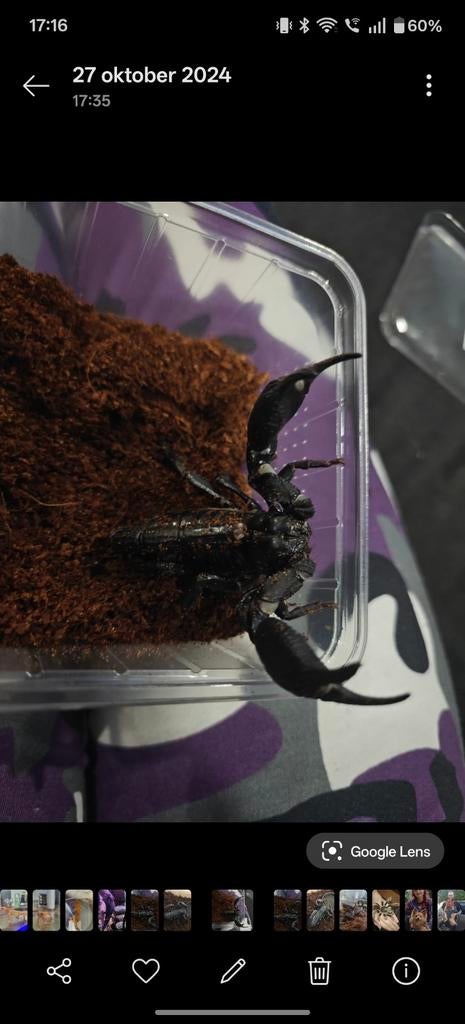 Hetrometrus Silenus Aziatische Bosschorpioen, Overige soorten