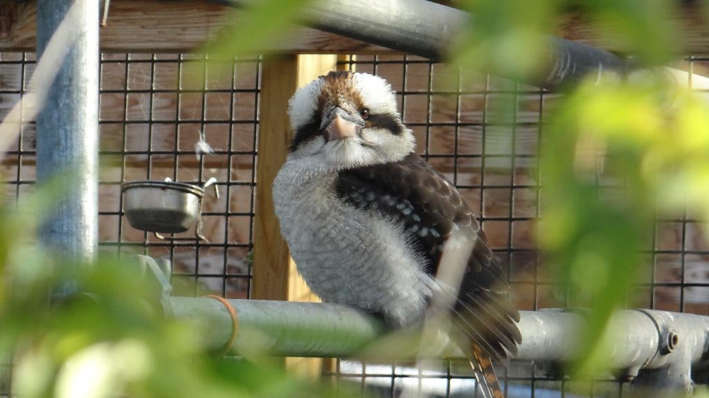 Kookaburra | Deskundig advies I Australische ijsvogel
