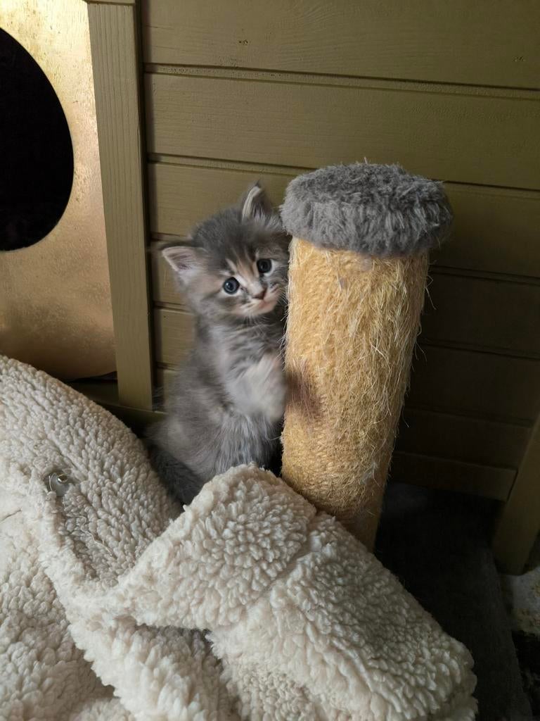 Lieve Ragdoll Maine Coon X Siberische Kittens, Dieren en Toebehoren, Meerdere dieren, Gechipt, 0 tot 2 jaar