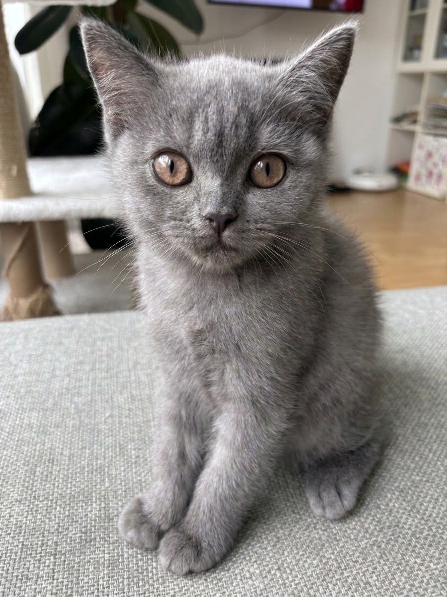 Britse Korthaar kitten poesje – geboren 27 juni, Poes, Kortharig, 0 tot 2 jaar