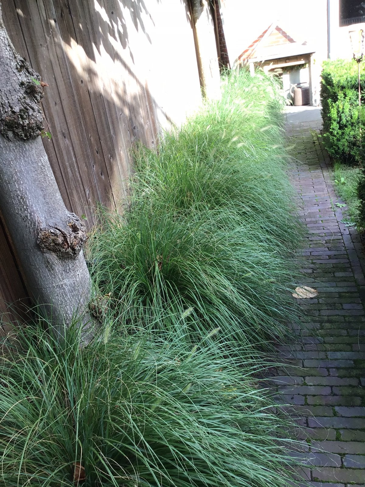 Lampenpoetsergras, Tuin en Terras, Ophalen, Siergrassen, Volle zon