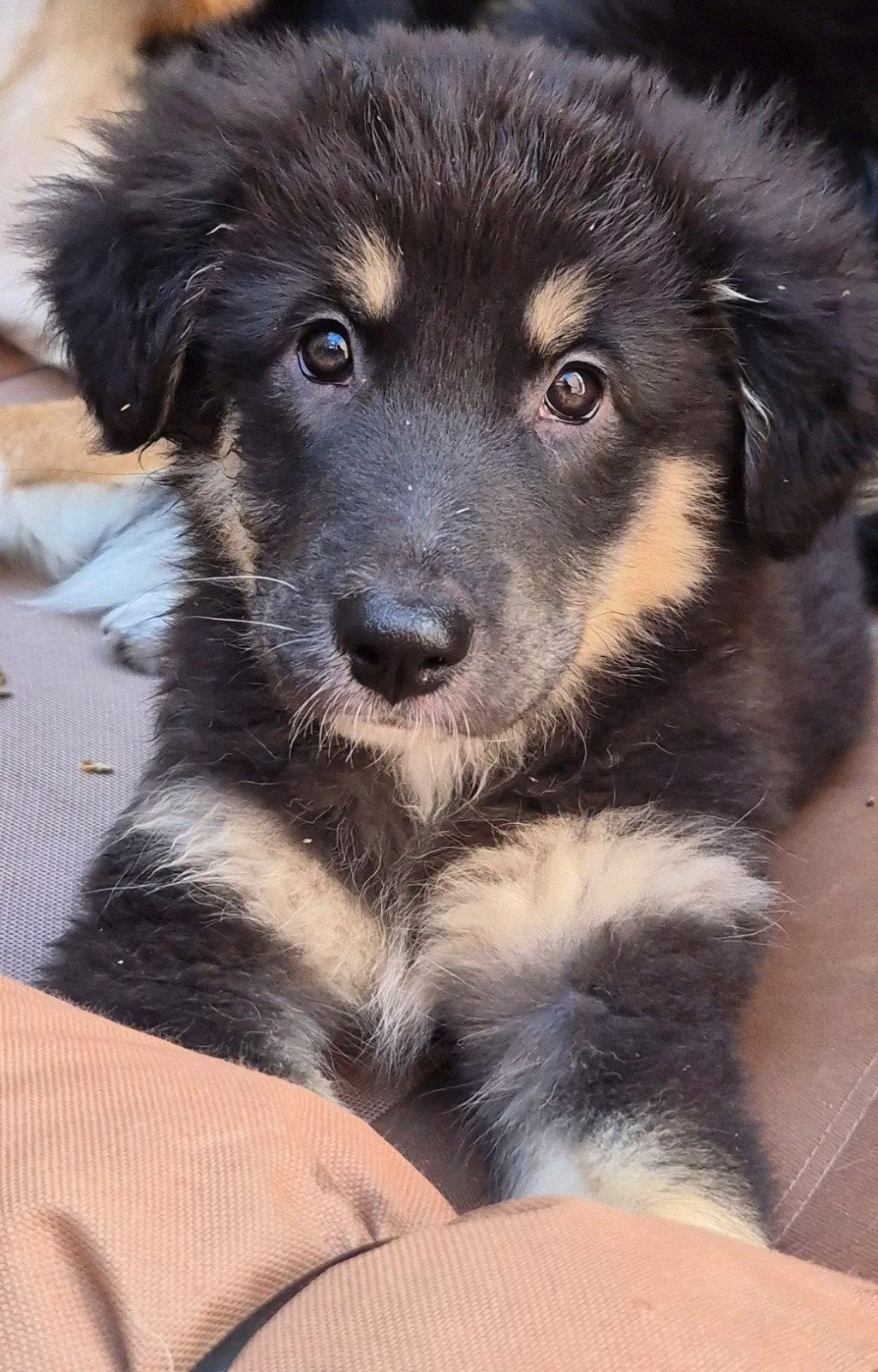 Leuke australian shepherd mix pups mogen meteen mee, 8 tot 15 weken, Meerdere, Meerdere dieren, Middel