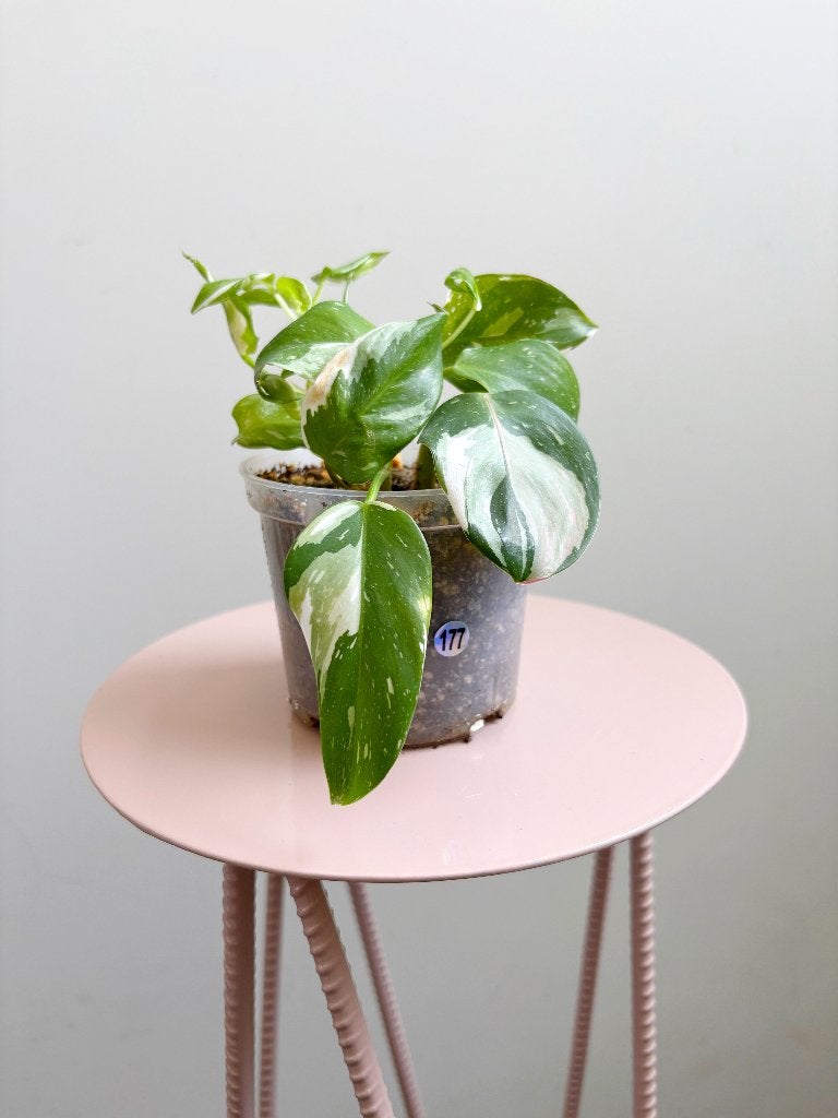 Philodendron White Princess #177, Huis en Inrichting, Kamerplanten, Ophalen of Verzenden, Halfschaduw, Minder dan 100 cm