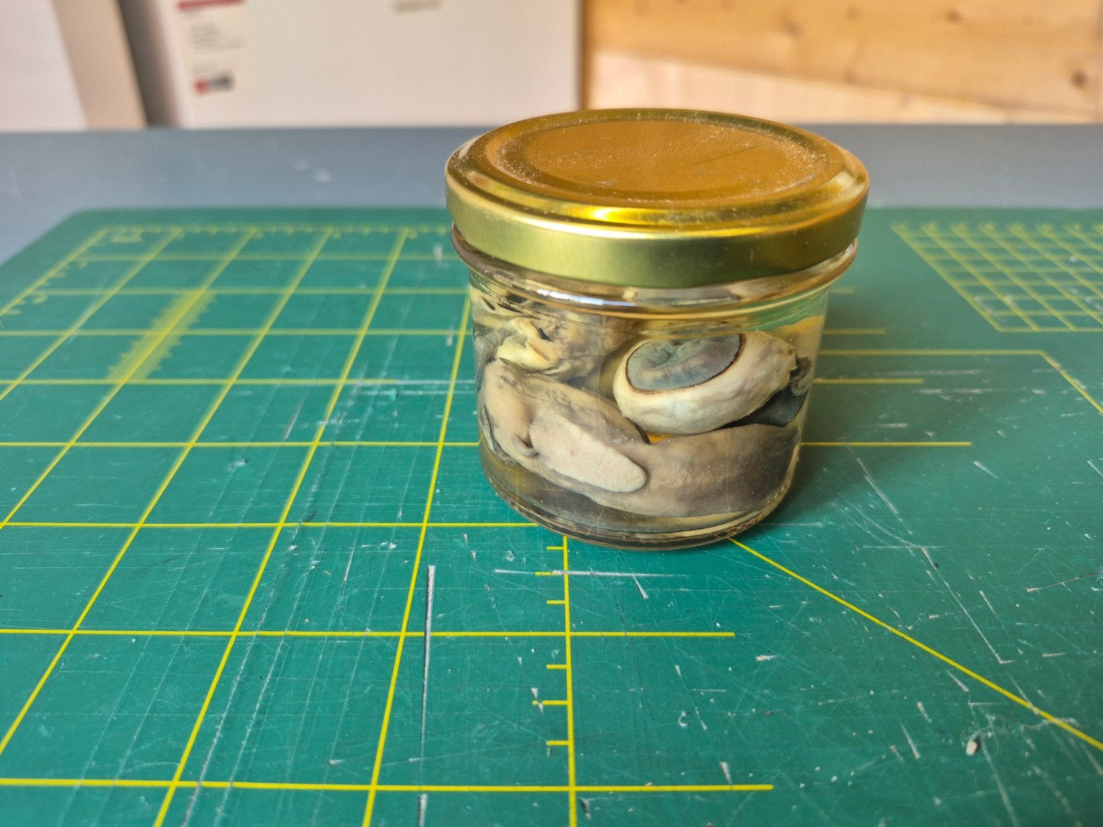 Organen konijn op sterk water, Ophalen of Verzenden, Nieuw, Beeldje of Figuurtje