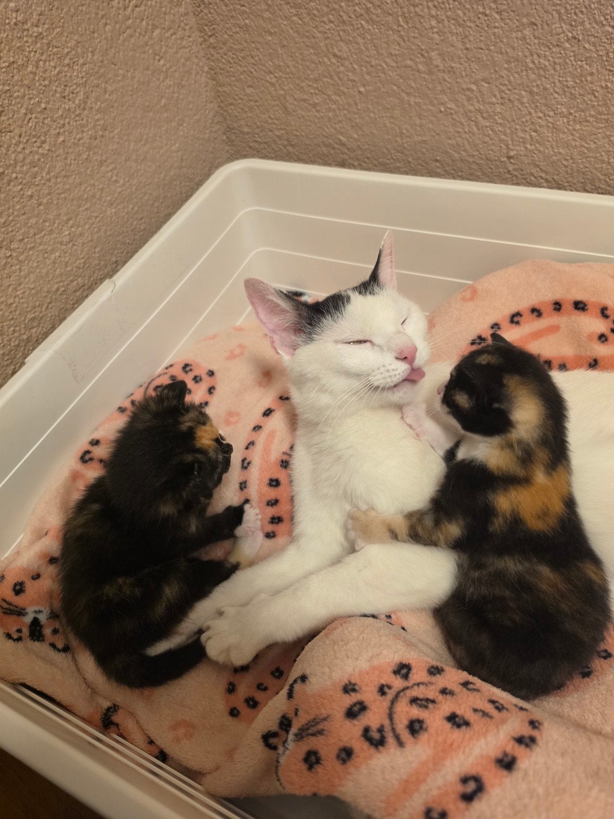 2 lieve kittens (poesjes) – opgegroeid in gezin met kinderen, Dieren en Toebehoren, Katten en Kittens | Overige Katten, Poes, Kortharig