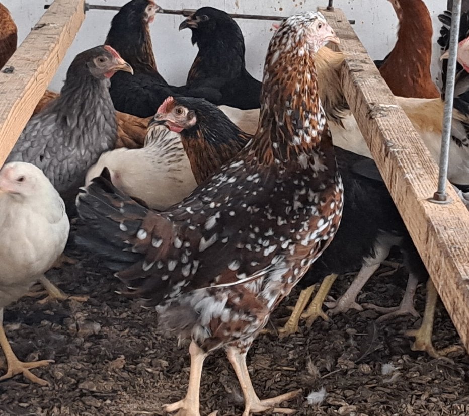 Dalmatinor legkip roodporselein en zwartsperwer kleurslag, Dieren en Toebehoren, Vrouwelijk, Kip