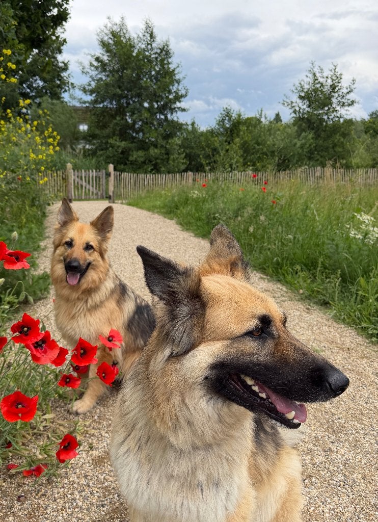 hondenoppas honden opppas, Diensten en Vakmensen, Particuliere oppas