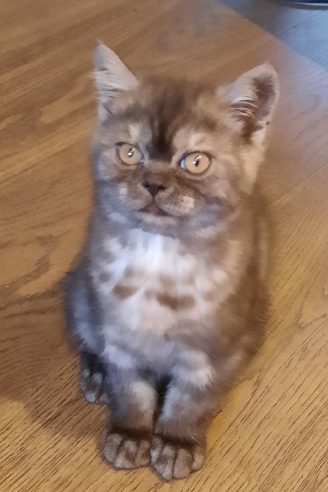 Te koop prachtige britse korthaar kittens!!, Dieren en Toebehoren, Katten en Kittens | Raskatten | Korthaar, Meerdere dieren, Ontwormd