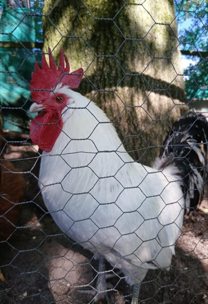 Mooie actieve Zilverpelhaan, Dieren en Toebehoren, Kip