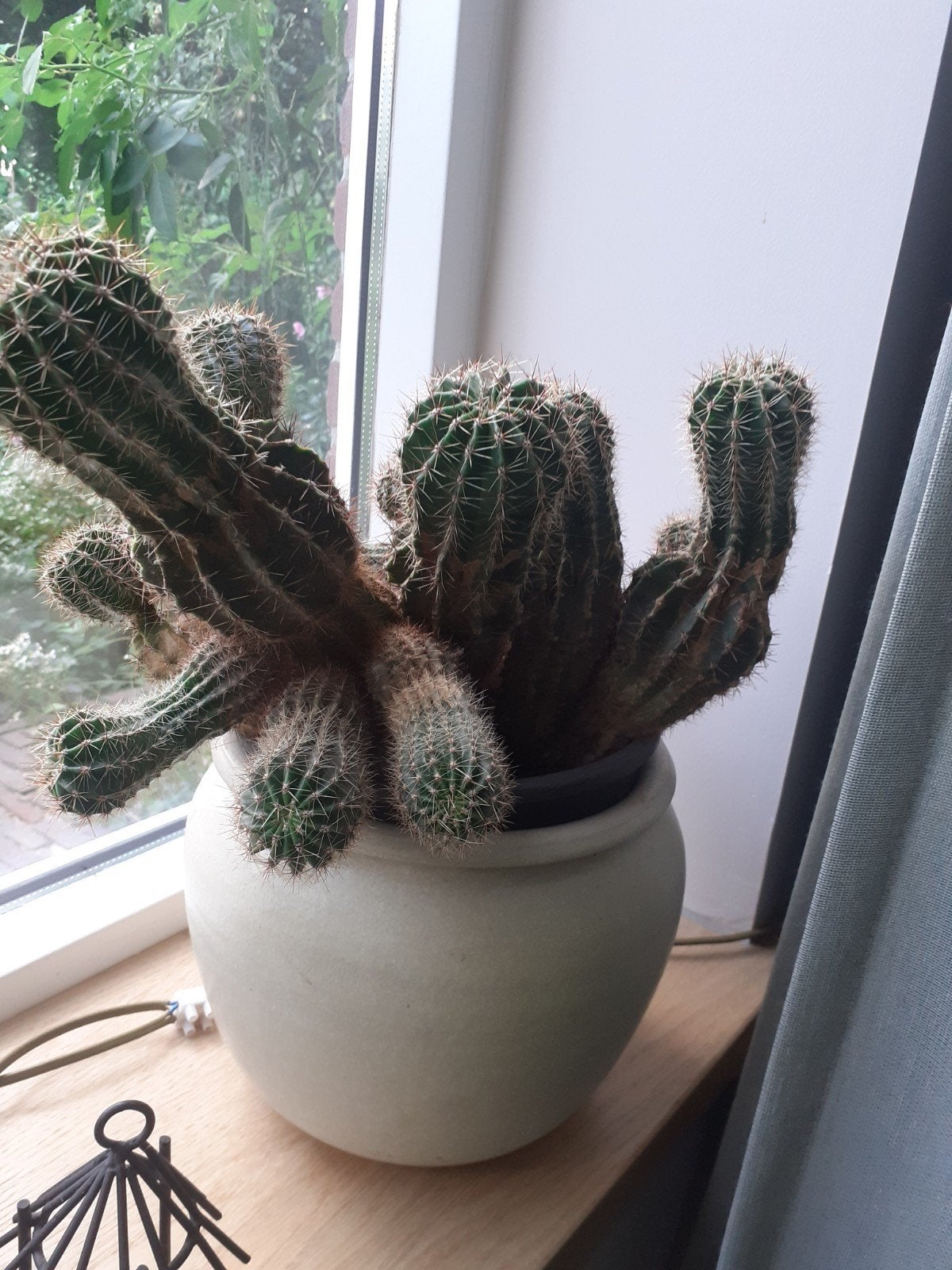 cactus, Ophalen, Cactus, Volle zon, Minder dan 100 cm