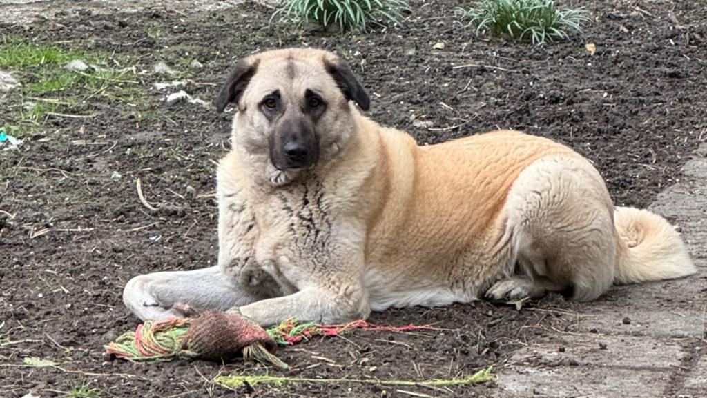 Kangal teef 4 jaar, Dieren en Toebehoren, Honden | Herdershonden en Veedrijvers, Teef, Herder, Particulier, Eén hond, Nederland