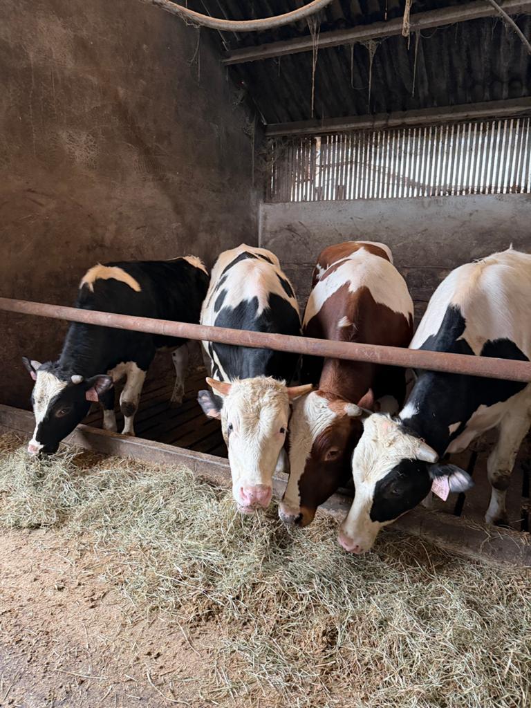 Gezocht: weiland voor vier ossen, Weidegang