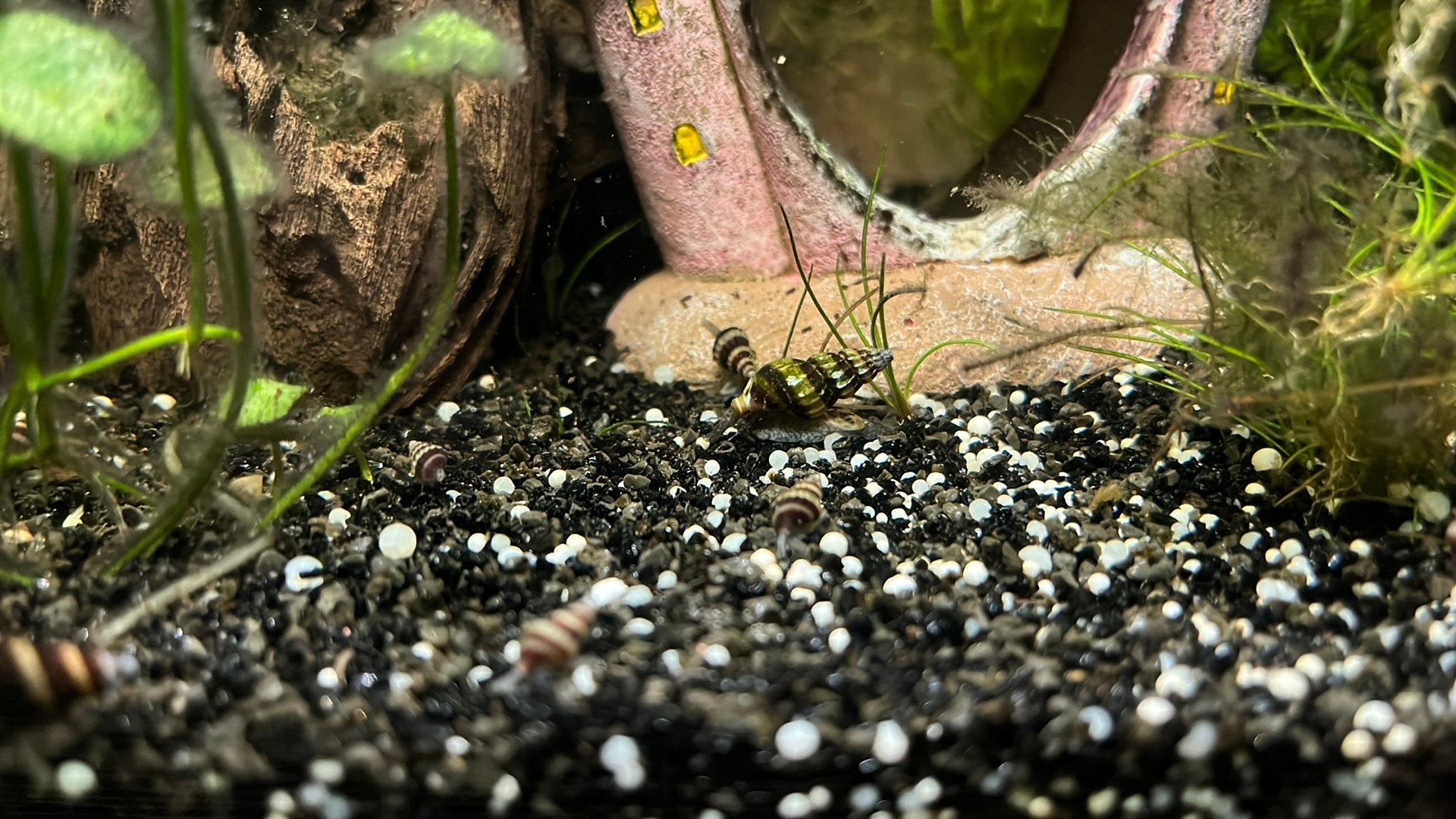 Slakkeneter aquarium, Dieren en Toebehoren, Ophalen, Nieuw
