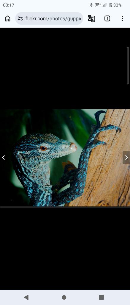 Gezocht Varanus macraei, Dieren en Toebehoren, Hagedis, 0 tot 2 jaar