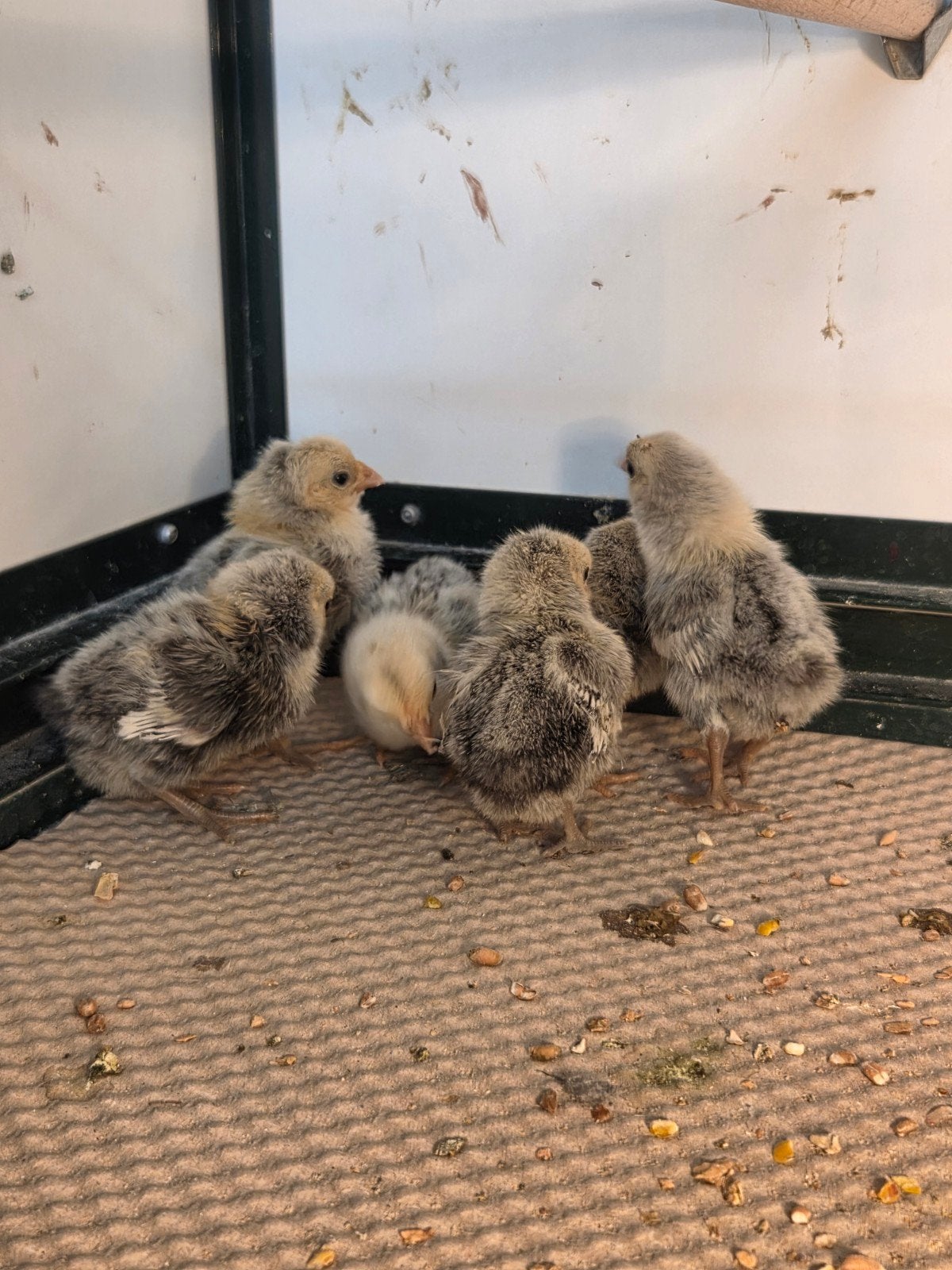 Sebright kuikens, Dieren en Toebehoren, Pluimvee, Geslacht onbekend, Kip