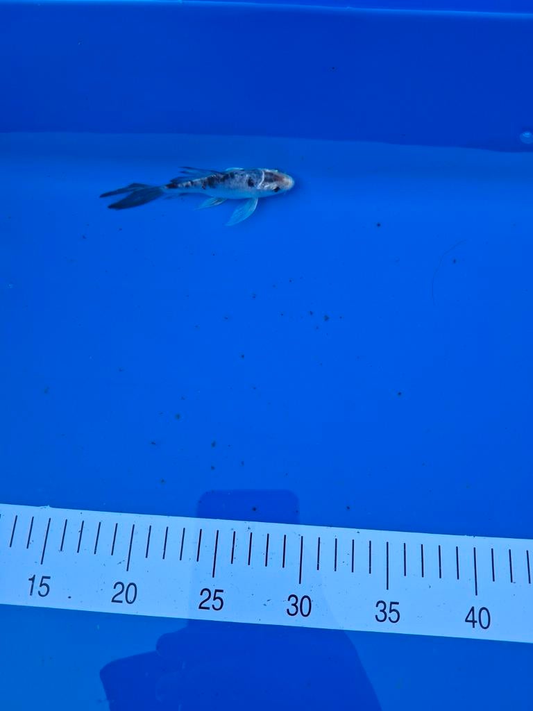 Koi butterfly 15 cm., Dieren en Toebehoren, Karper of Koi