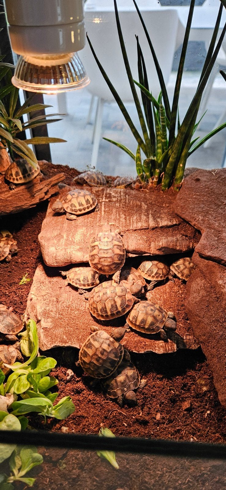 Lieve Griekse landschildpadden nakweek 2026 Tortoise photo 6