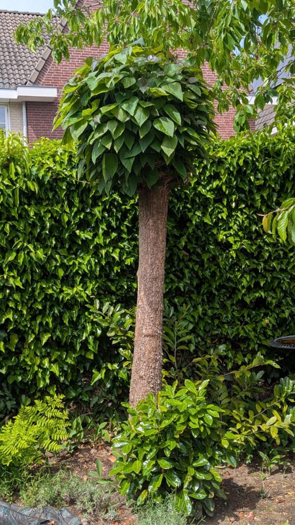 2 catalpa's - 220cm hoog, stamomtrek 55-65cm, Tuin en Terras, Ophalen, Volle zon, Overige soorten, 100 tot 250 cm