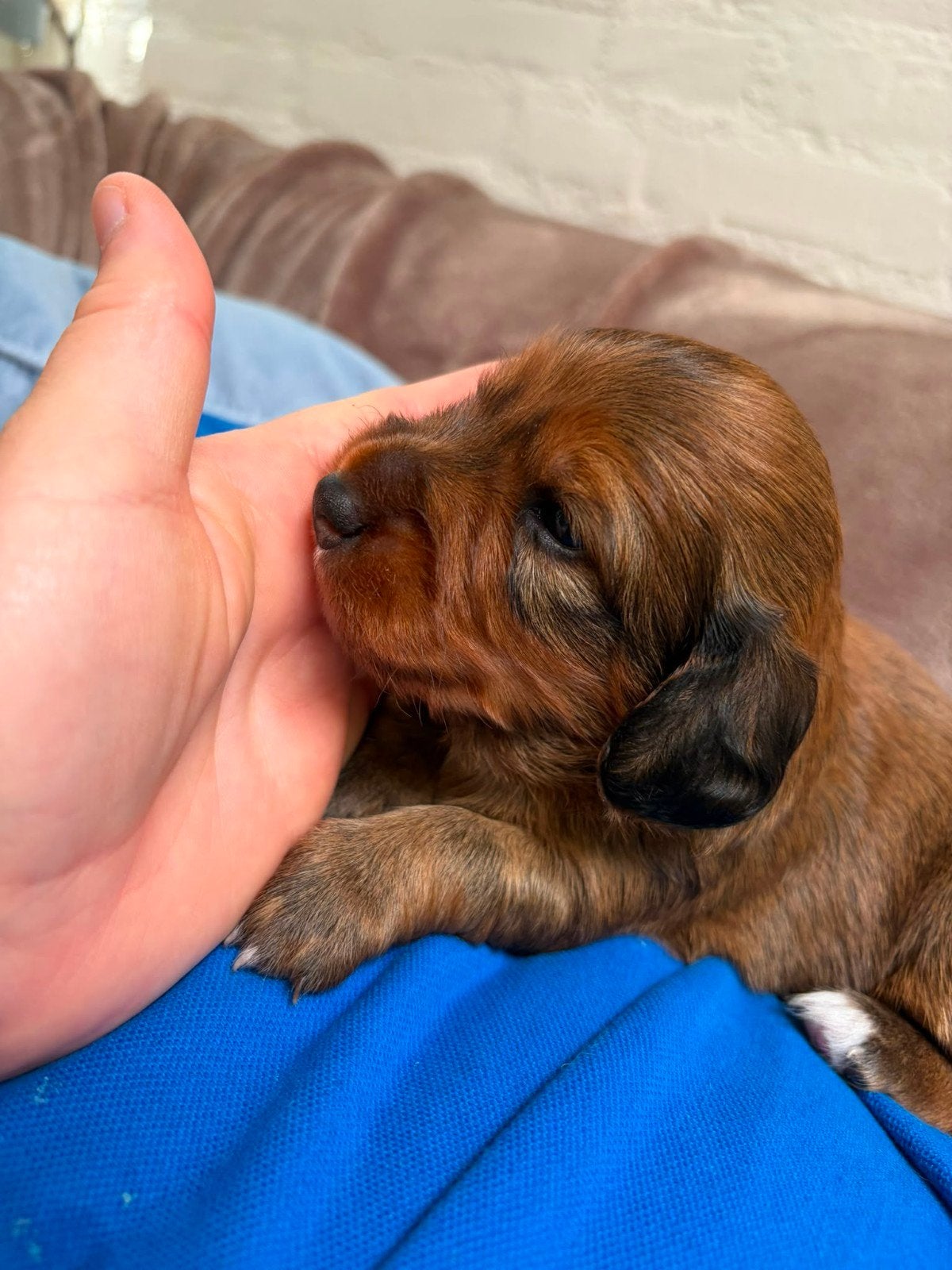 Teckel kruising pups, 8 tot 15 weken, Parvo, Meerdere, Meerdere dieren