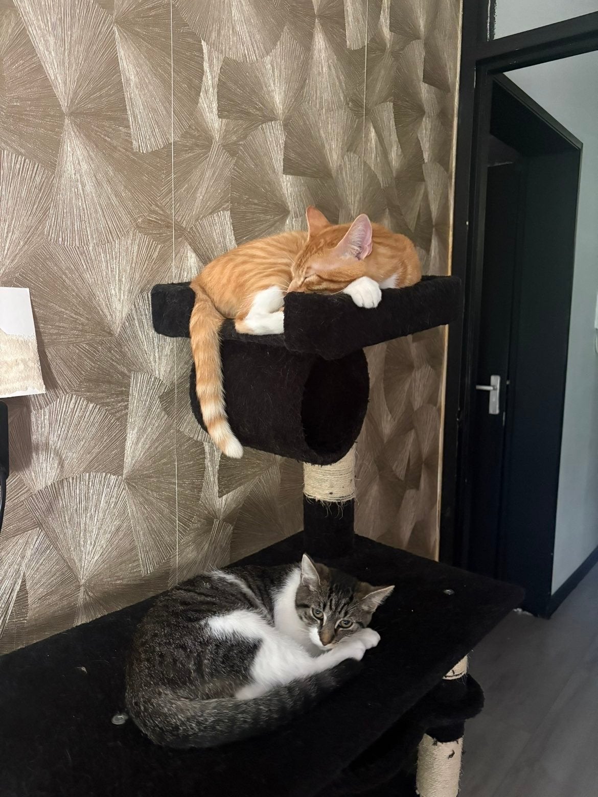 Super lieve katten, Dieren en Toebehoren, Meerdere dieren, Kortharig, 0 tot 2 jaar