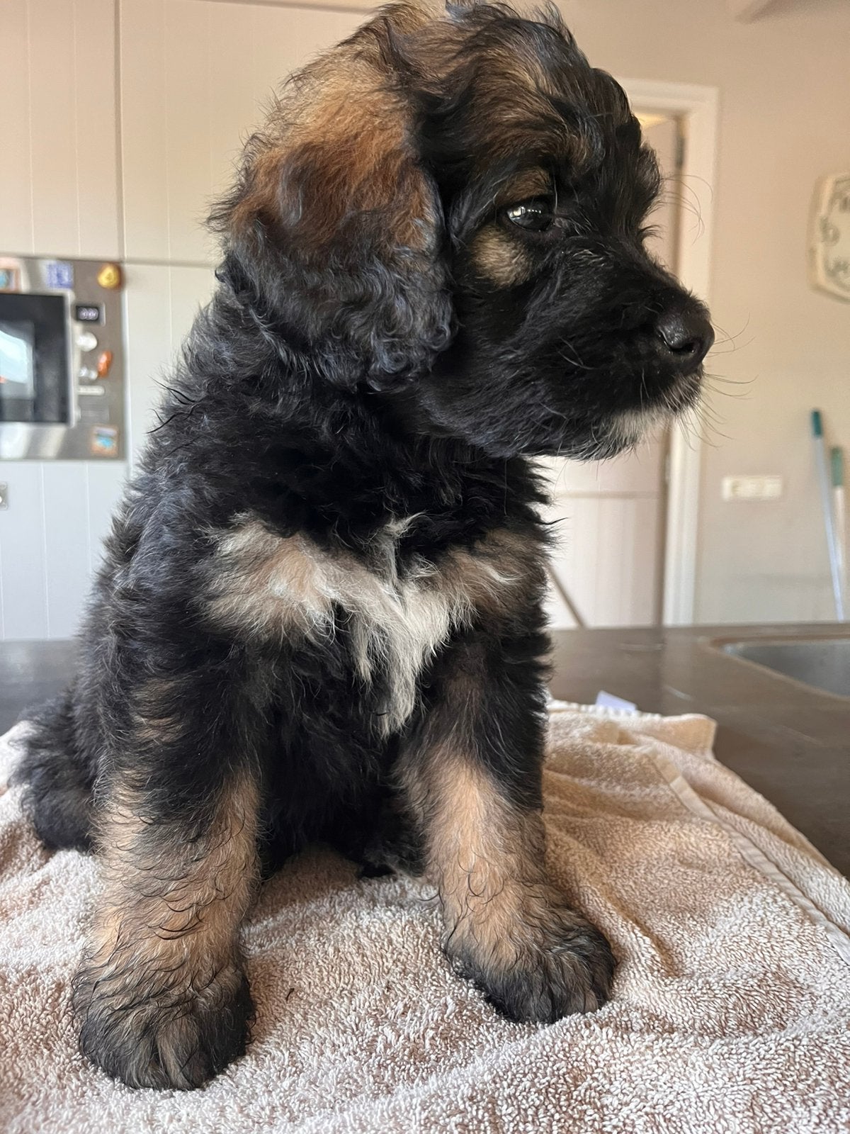 Lieve, bernedoodle pup, Labradoodle, goldendoodle, reu ,, Dieren en Toebehoren, Parvo, Reu, 8 tot 15 weken, Groot