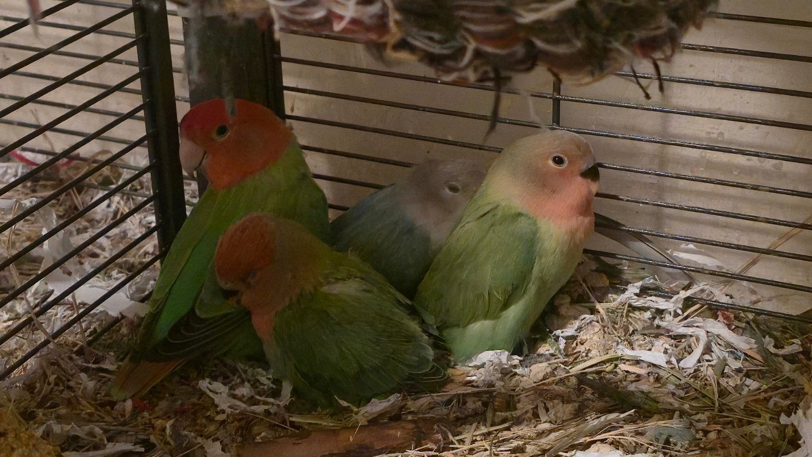Agapornis kuikens, Dieren en Toebehoren, Vogels | Parkieten en Papegaaien, Geslacht onbekend, Dwergpapegaai of Agapornis