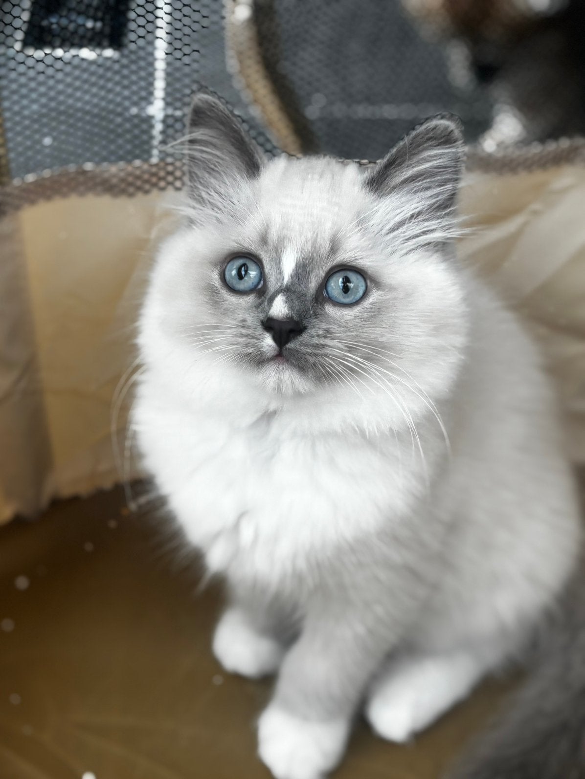 2 prachtige Ragdoll kittens💗🩵, Dieren en Toebehoren, Katten en Kittens | Raskatten | Langhaar, Poes, 0 tot 2 jaar