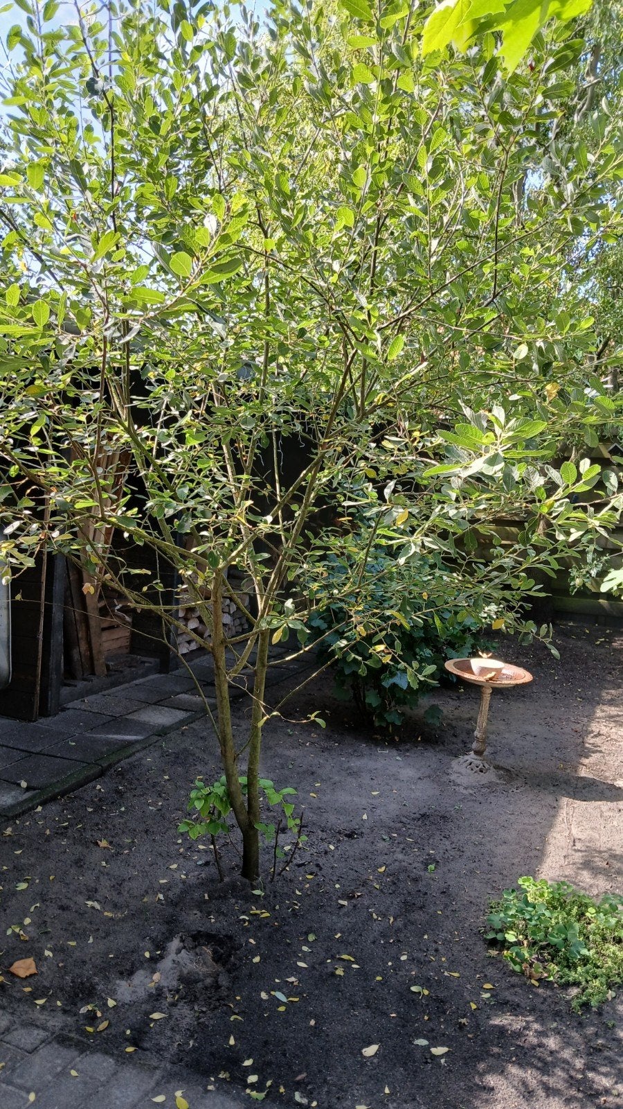 Blauwe bes, Overige soorten, Lente, 250 tot 400 cm, Ophalen