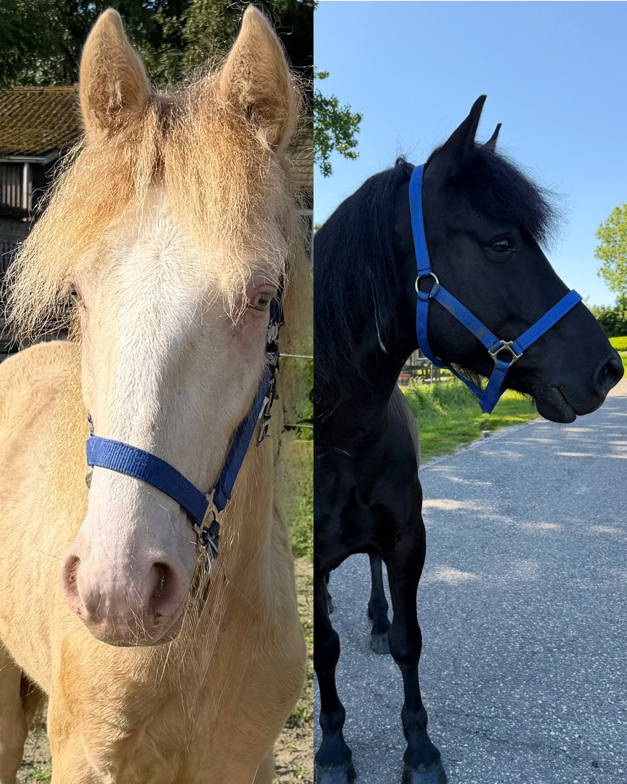 2 Ponys zoeken hun forever home, zie advertentie, Dieren en Toebehoren, Pony's, Ruin, Ontwormd, 3 tot 6 jaar