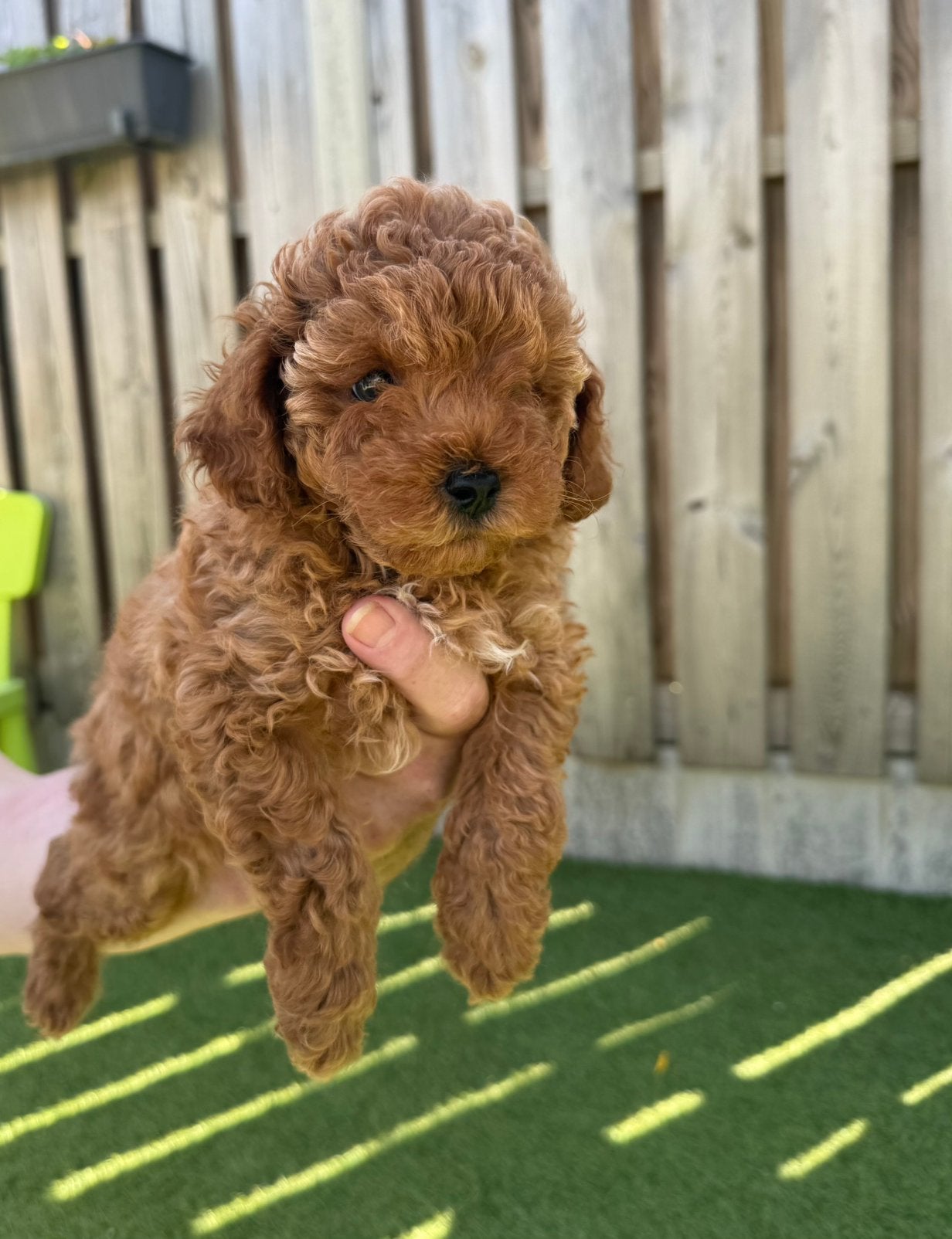 Toy poedel pups, van geteste ouders!, Overige rassen, 8 tot 15 weken, Teef, Meerdere