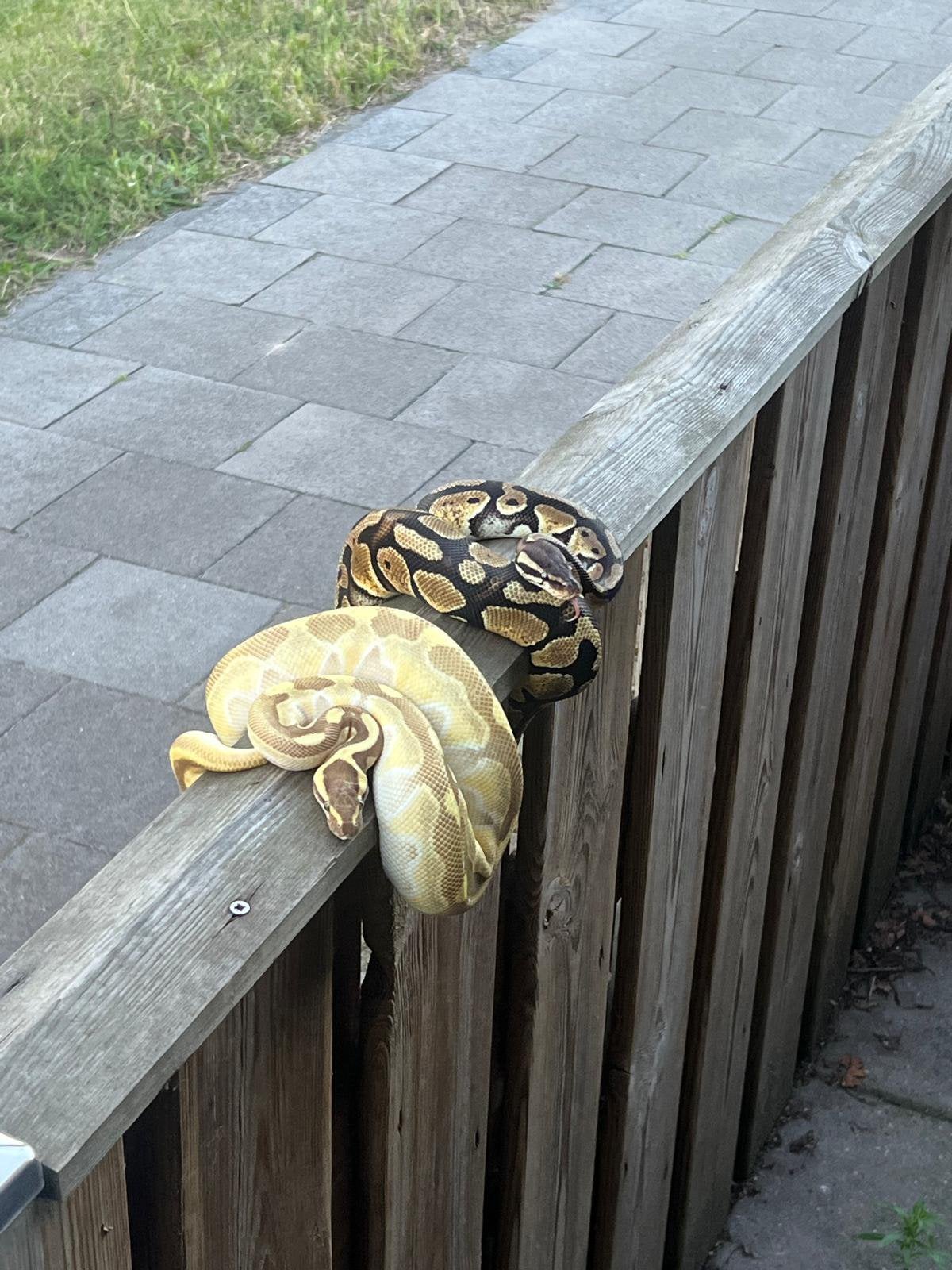 Twee prachtige koningspythons – gele en donkere kleurvariant Ball Python photo 6
