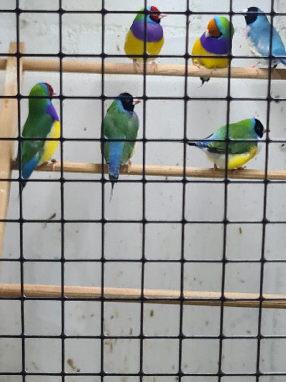 Gouldamadine, Dieren en Toebehoren, Meerdere dieren, Tropenvogel, Geringd