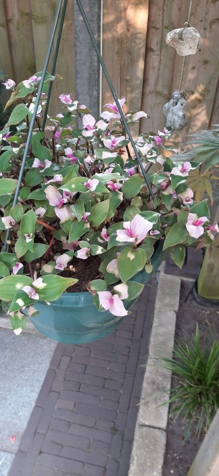 Tradescantia Blushing Bride - Makkelijke pla, Huis en Inrichting, Ophalen of Verzenden, Halfschaduw, Minder dan 100 cm